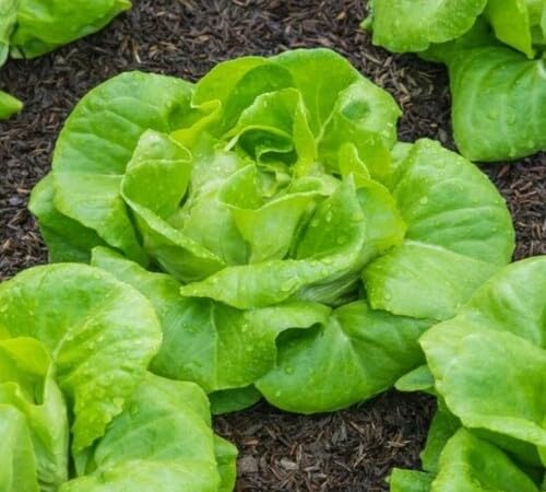 Grüne Salatsamen – Alte Sorte, gentechnikfrei, keimstark, Bio-Gartensamen für die Aussaat