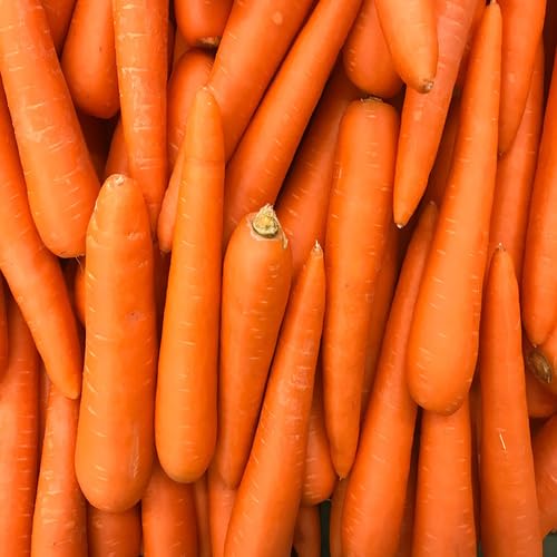 Orange Carrot Seeds – Heirloom, Non-GMO, High Germination Organic Garden Seeds Planting