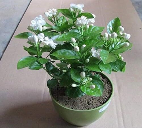 White Jasminum Flower Seeds for Planting Heirloom Non-GMO High Germination Organic Garden Seeds