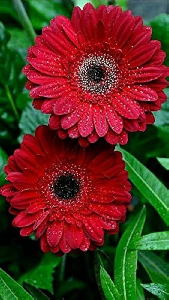 Red Calendula Flower Seeds – Heirloom, Non-GMO, High Germination Seeds for Planting
