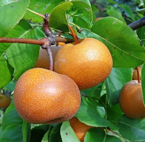 Brown Pear Fruit Seeds for Planting – Heirloom Non-GMO High Germination Organic Garden Seeds