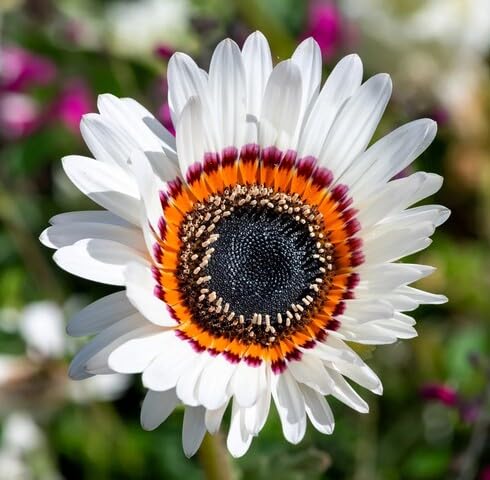 White Venidium Flower Seeds – Heirloom, Non-GMO, High Germination Organic Seeds