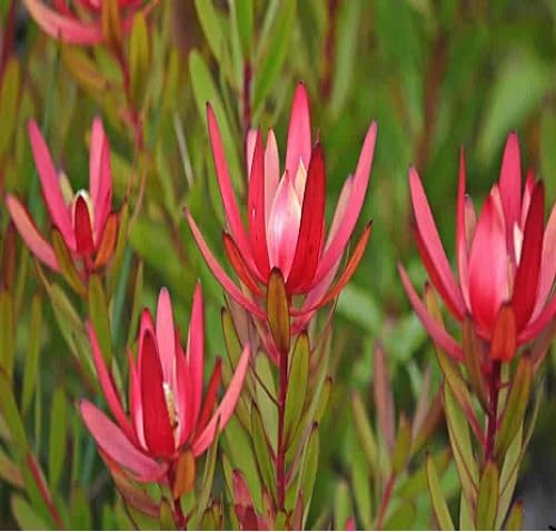 pink salignum flower seeds