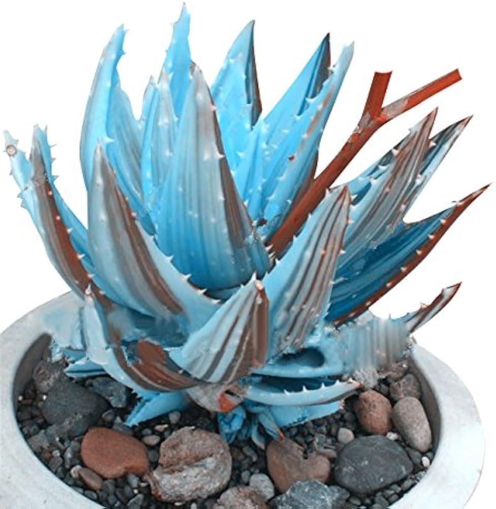 Blue Cactus herb seeds