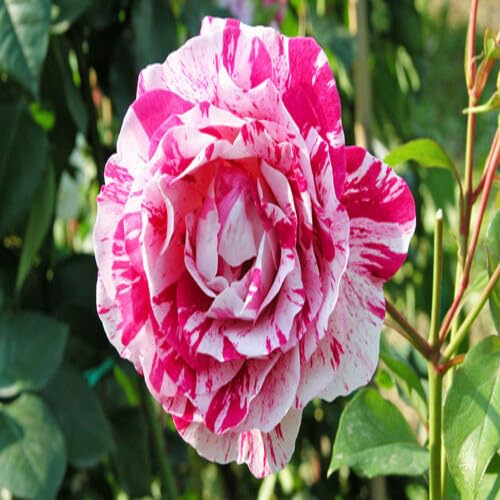 Pink White Dragon Rose Flower Seeds Heirloom Non-GMO High Germination Organic Garden Seeds for Planting