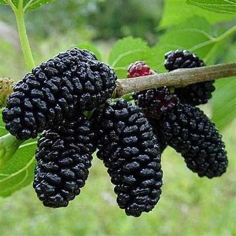 Red Black Mulberry Seeds for Planting – Heirloom Non-GMO High Germination Organic Garden Seeds