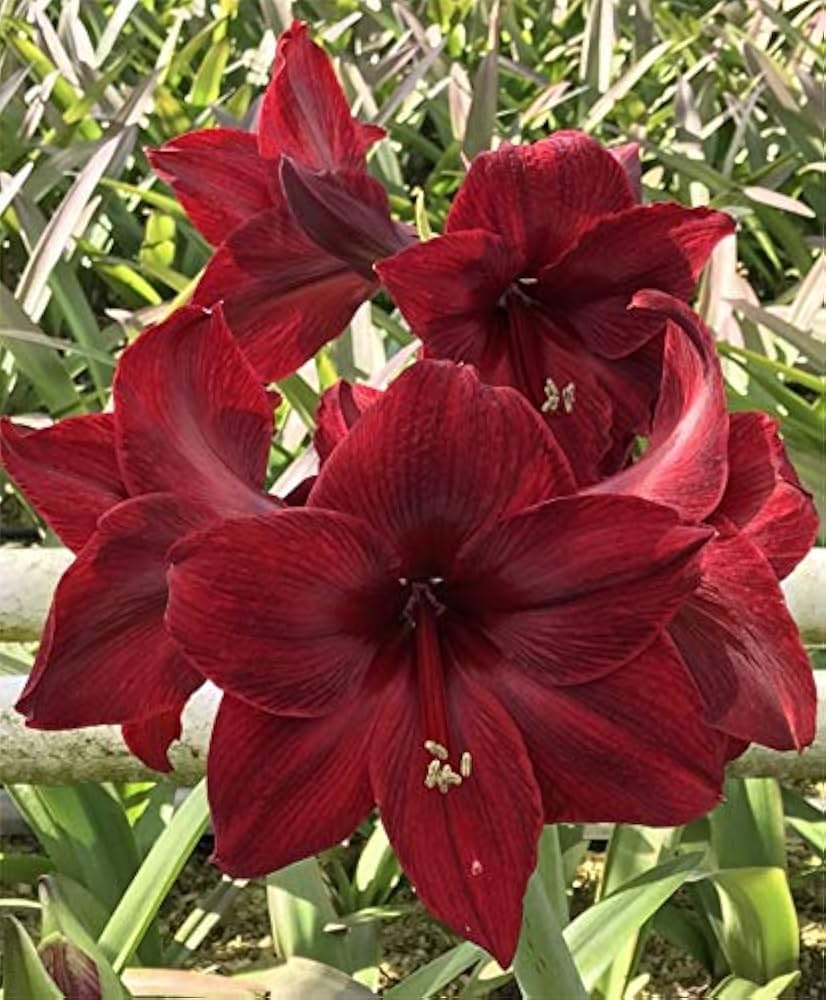 Maroon Amaryllis Barbados Flower Seeds – Heirloom, Non-GMO, High Germination Seeds