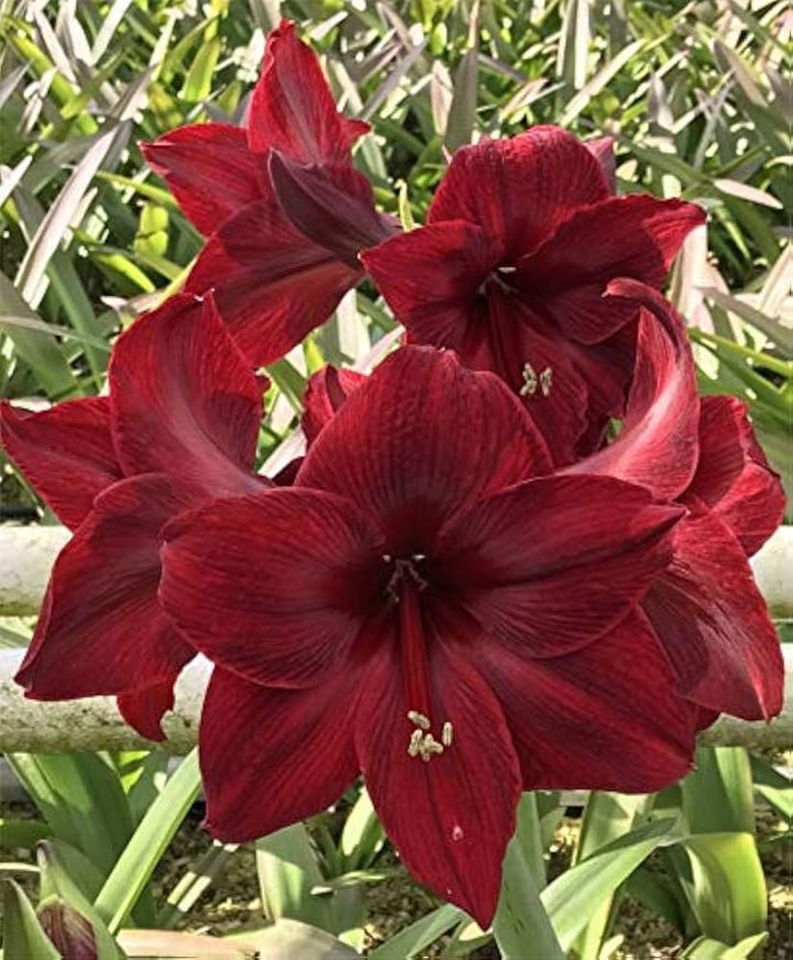 Maroon Amaryllis Barbados Flower Seeds – Heirloom, Non-GMO, High Germination Seeds