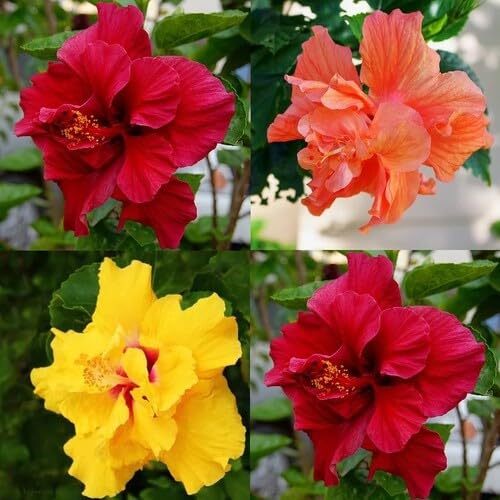 Mixed Double Hibiscus Flower Seeds – Heirloom Non-GMO High Germination Seeds