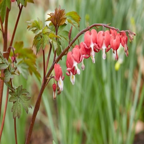 red dicentra flower seeds