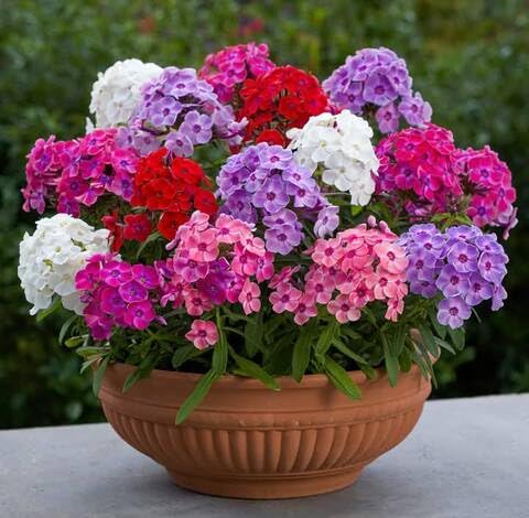 Mixed Phlox Flower Seeds Heirloom Non-GMO High Germination Organic Garden Seeds for Planting