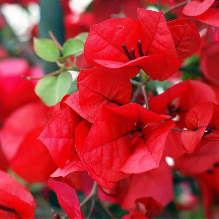 Bougainvillea Flower Seeds Red – Heirloom, Non-GMO, High Germination Organic Garden Seeds for Planting