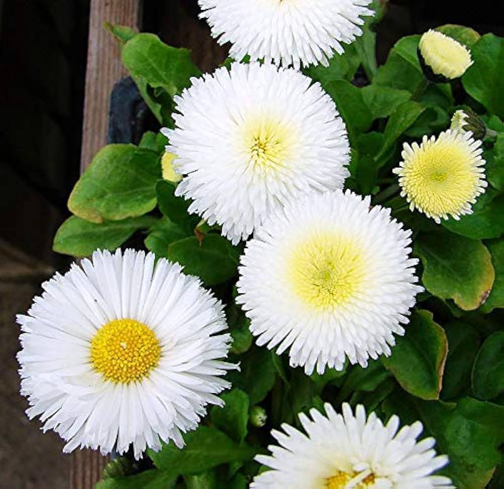 White Pomponette Flower Seeds – Heirloom Non-GMO High Germination Organic Garden Seeds