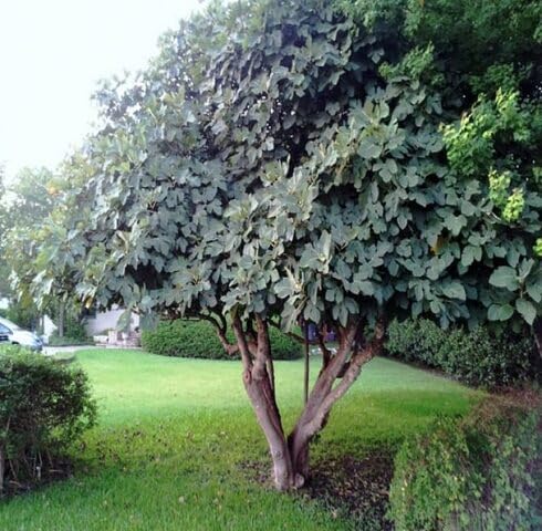 Green Fig Tree Seeds – Heirloom, Non-GMO, High Germination Organic Garden Seeds
