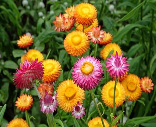 Strawflower Flower Seeds – Heirloom, Non-GMO, High Germination Organic Garden Seeds