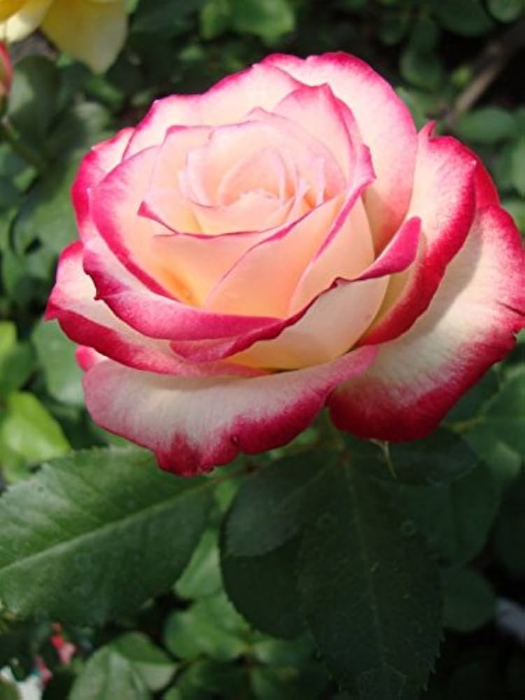 pink white flower seeds