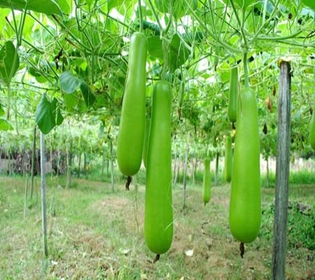 Bottlegourd Seeds – Heirloom, Non-GMO, High Germination Organic Garden Seeds Planting