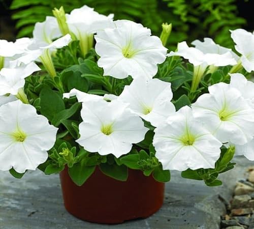Petunia Flower Seeds White – Heirloom, Non-GMO, High Germination Organic Garden Seeds for Planting, Seeds for Planting