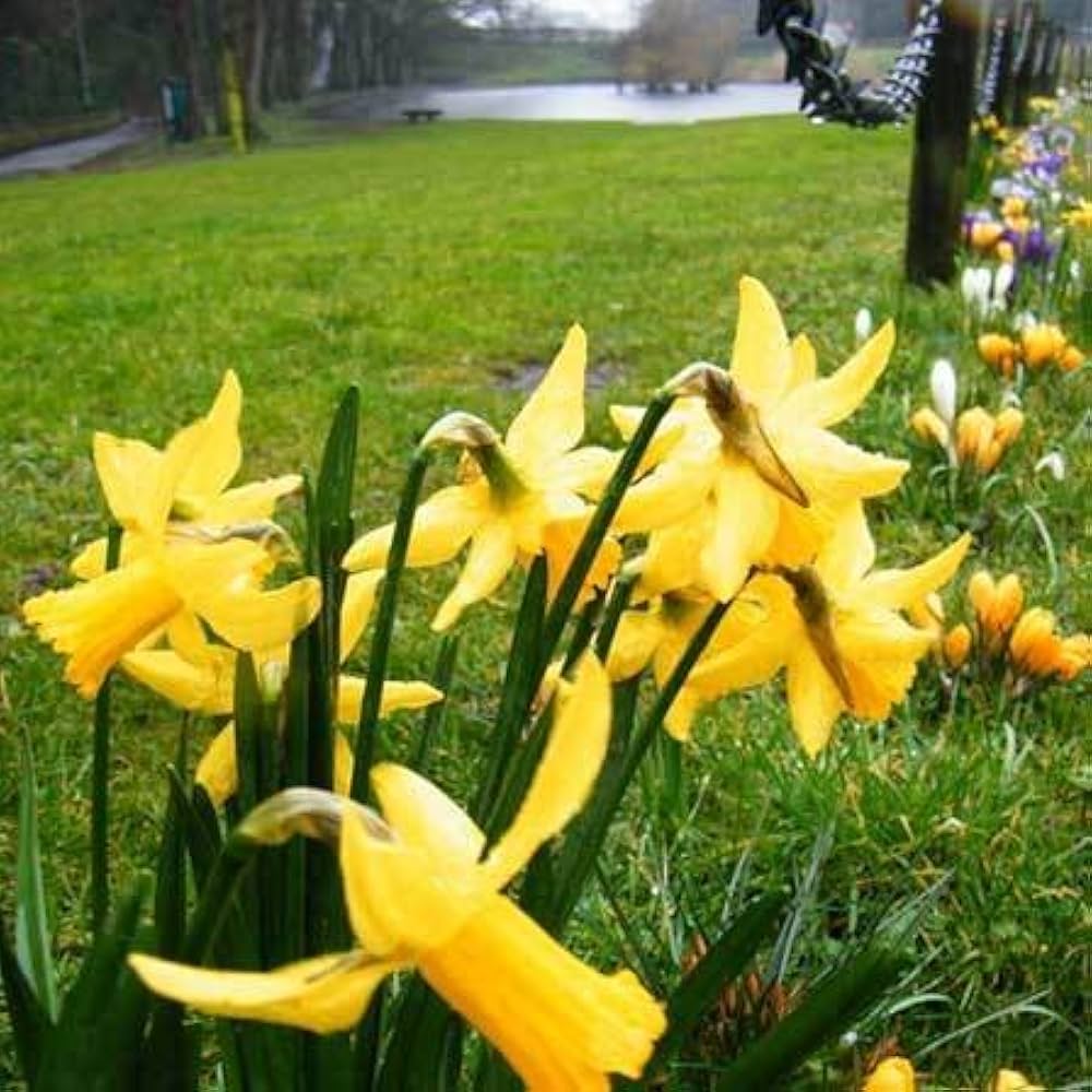 daffodil flower flower seeds