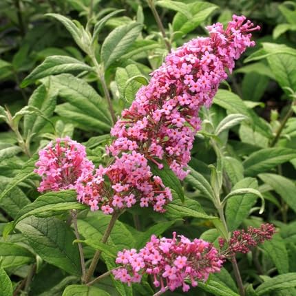 Pink Buddleja Flower Seeds Heirloom Non-GMO High Germination Organic Garden Seeds for Planting
