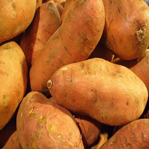 Sweet Potato Seeds – Heirloom, Non-GMO, High Germination Organic Garden Seeds Planting