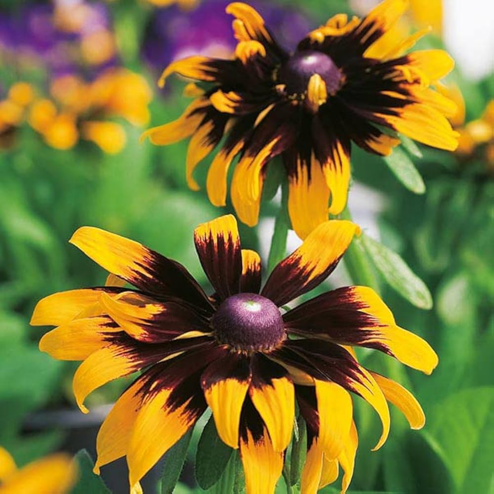 rudbeckia flower flower seeds