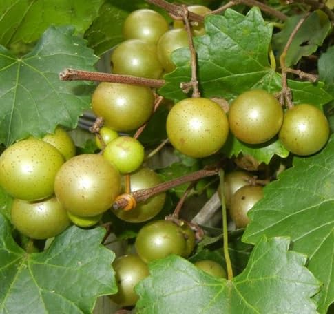 Muscadine Seeds – Heirloom, Non-GMO, High Germination Organic Garden Seeds