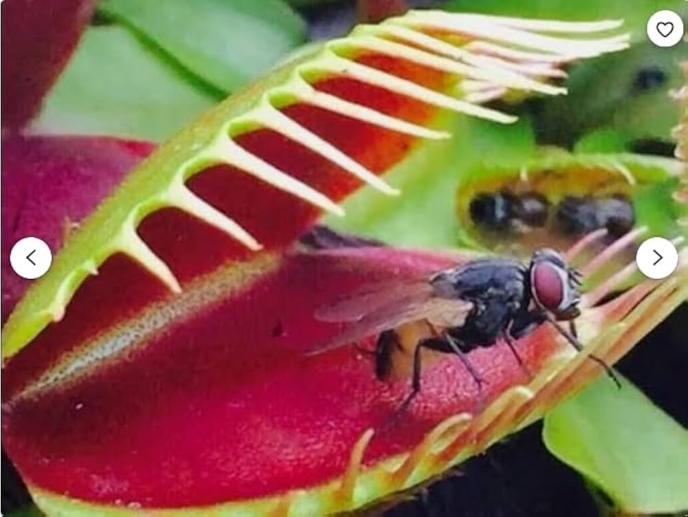 Venus Flytrap herb seeds