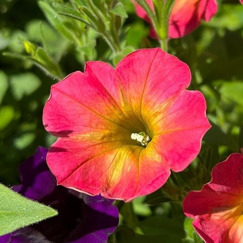 Semillas de Petunia Rosa – Antiguas, No Transgénicas, Semillas de Jardín Orgánicas de Alta Germinación para Sembrar
