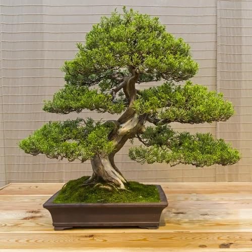 juniper bonsai tree green heirloom non-gmo seeds