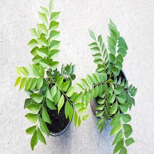 Green Curry Leaf Seeds – Heirloom, Non-GMO, High Germination Organic Garden Seeds Planting