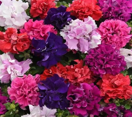 Petunia Flower Seeds Heirloom Non-GMO High Germination Organic Garden Seeds for Planting