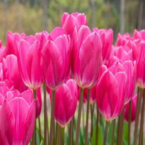 pink giant flower seeds