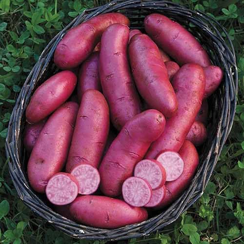 Pink Batatas Potato Seeds – Heirloom, Non-GMO, High Germination Organic Garden Seeds Planting