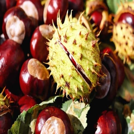 Castanea Seeds – Heirloom, Non-GMO, High Germination Organic Garden Seeds