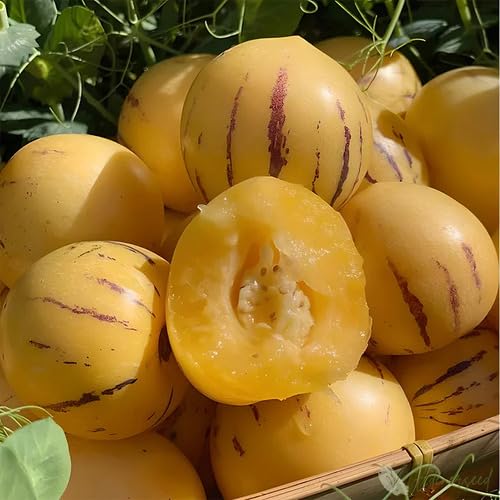 Orange Ginseng Melon Seeds – Heirloom, Non-GMO, High Germination Organic Garden Seeds