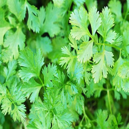 Green Coriander Plant Seeds Heirloom Non-GMO High Germination Organic Garden Seeds for Planting