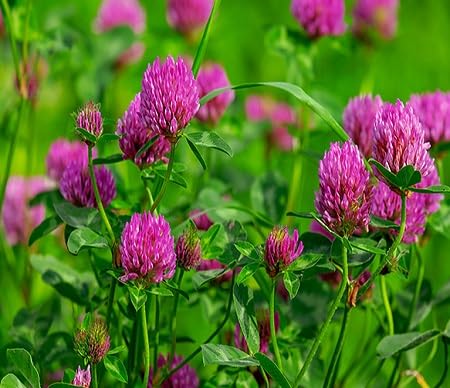Trifolium Flower Seeds – Heirloom, Non-GMO, High Germination Organic Seeds