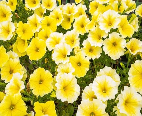 Yellow Petunia Flowers Seeds – Heirloom, Non-GMO, High Germination Organic Garden Seeds for Planting