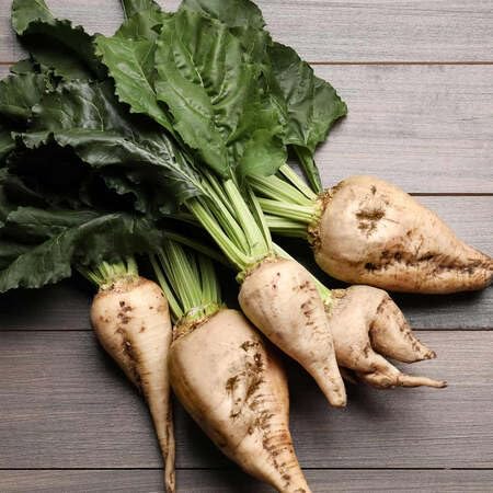Sugar Beet Seeds – Heirloom, Non-GMO, High Germination Organic Garden Seeds Planting