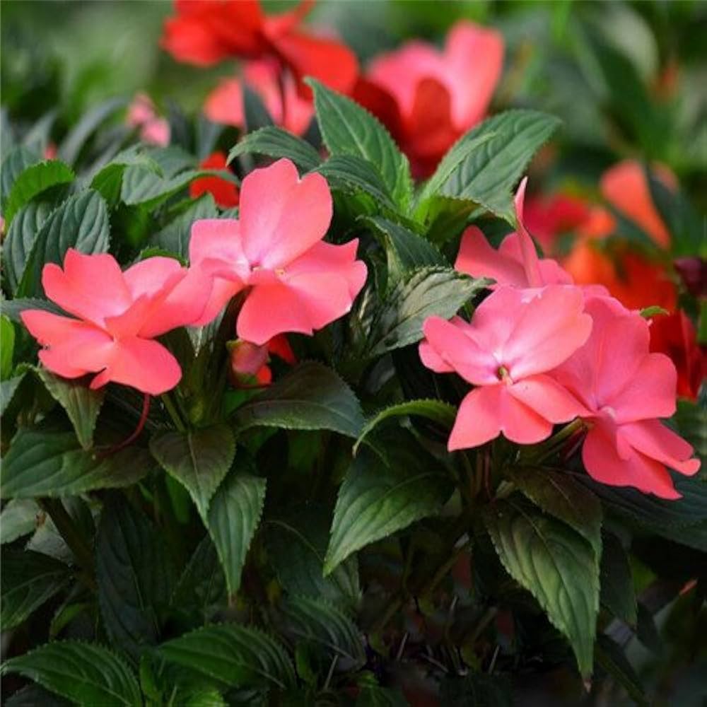 impatiens impreza flower seeds