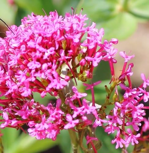 Pink Valerian Flower Seeds for Planting – Heirloom, Non-GMO, High Germination