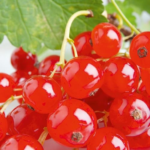 Currant Seeds – Heirloom, Non-GMO, High Germination Organic Garden Seeds
