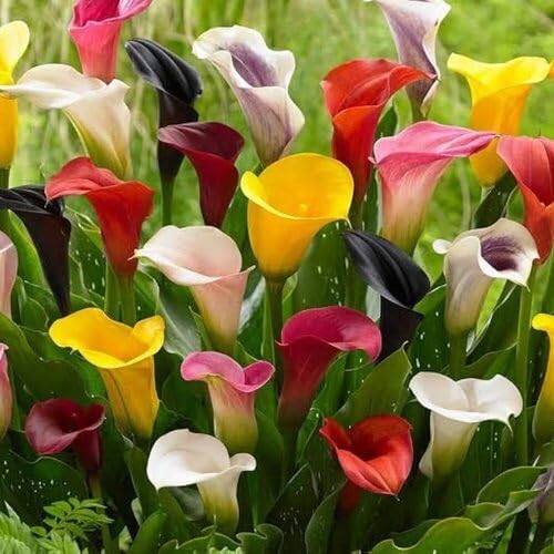 Mixed Callalily Flower Seeds – Heirloom, Non-GMO, High Germination Organic Garden Seeds for Planting