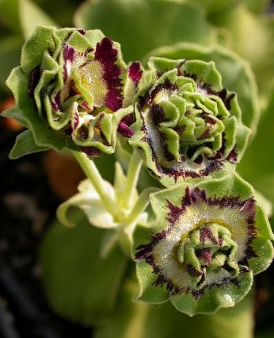 Primula Auricula Flower Seeds Mixed – Heirloom, Non-GMO, High Germination Organic Garden Seeds for Planting