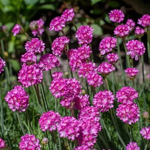 Rosa Strandnelke Samen – Alte Sorte, gentechnikfrei, hochkeimende Bio-Gartensamen zum Pflanzen