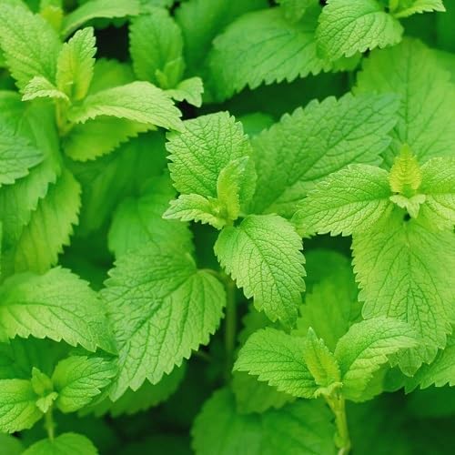 Green Mint Plant Seeds Heirloom Non-GMO High Germination Organic Garden Seeds for Planting
