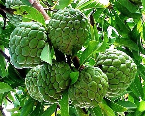 Green Custard Apple Seeds – Heirloom, Non-GMO, High Germination Organic Garden Seeds