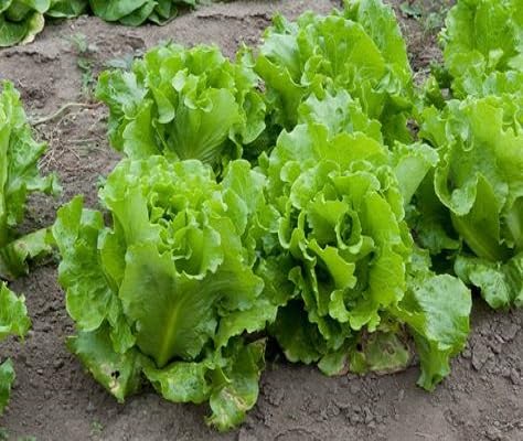 Lettuce Seeds – Heirloom, Non-GMO, High Germination Organic Garden Seeds Planting