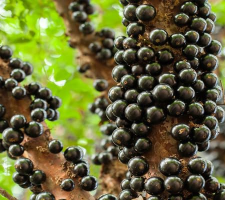 Jabuticaba Seeds – Heirloom, Non-GMO, High Germination Organic Garden Seeds